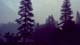 Small forest picture
